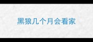 黑狼几个月会看家