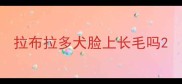 拉布拉多犬脸上长毛吗