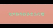幼犬拉布拉多怎么打理