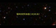 猫咪突然抽搐口吐白沫