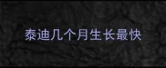 泰迪几个月生长最快