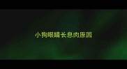 小狗眼睛长息肉原因