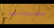 边牧7个月可以训练吗