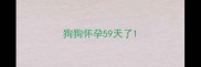 狗狗怀孕59天了
