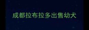 成都拉布拉多出售幼犬