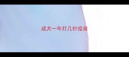 成犬一年打几针疫苗