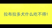 拉布拉多犬什么吃不得