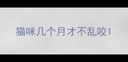 猫咪几个月才不乱咬