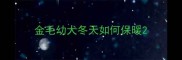 金毛幼犬冬天如何保暖