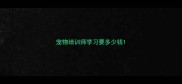 宠物培训师学习要多少钱