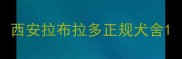 西安拉布拉多正规犬舍