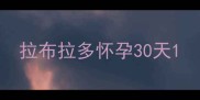 拉布拉多怀孕30天