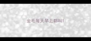 金毛每天早上都叫