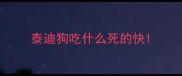 泰迪狗吃什么死的快
