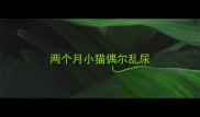 两个月小猫偶尔乱尿
