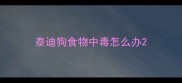 泰迪狗食物中毒怎么办