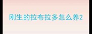 刚生的拉布拉多怎么养