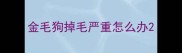 金毛狗掉毛严重怎么办