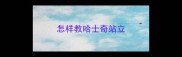 怎样教哈士奇站立