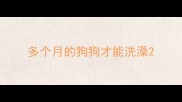 多个月的狗狗才能洗澡