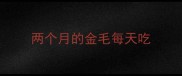 两个月的金毛每天吃