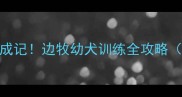 两个月边牧养成记边牧幼犬训练全攻略附超实用教程