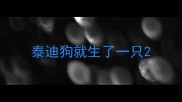 泰迪狗就生了一只
