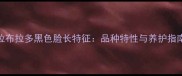 拉布拉多黑色脸长特征品种特性与养护指南