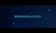 哪里有纯种哈士奇买的