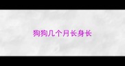 狗狗几个月长身长