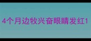 4个月边牧兴奋眼睛发红