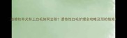 边境牧羊犬背上白毛如何去除遗传性白毛护理全攻略及预防措施