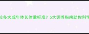 拉布拉多犬成年体长体重标准5大饲养指南助你科学养宠