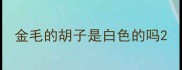金毛的胡子是白色的吗