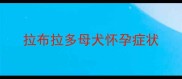 拉布拉多母犬怀孕症状