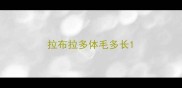 拉布拉多体毛多长