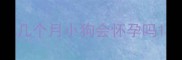 几个月小狗会怀孕吗