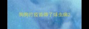 狗狗打疫苗得了球虫病