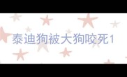 泰迪狗被大狗咬死