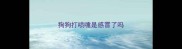 狗狗打喷嚏是感冒了吗