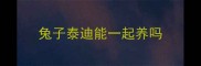 兔子泰迪能一起养吗