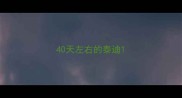 40天左右的泰迪