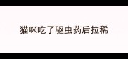 猫咪吃了驱虫药后拉稀