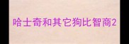 哈士奇和其它狗比智商