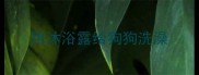 用沐浴露给狗狗洗澡
