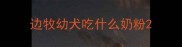 边牧幼犬吃什么奶粉