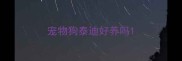 宠物狗泰迪好养吗