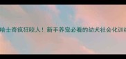 三个月哈士奇疯狂咬人新手养宠必看的幼犬社会化训练指南