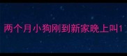 两个月小狗刚到新家晚上叫