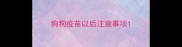 狗狗疫苗以后注意事项